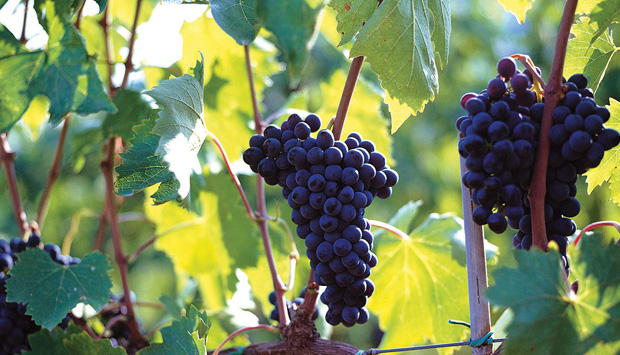 Il Brunello di Montalcino di Podere Fornacella, sapere contadino