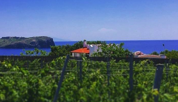 Con Candidaterra torna il vino di Ventotene, isola dalla grande storia