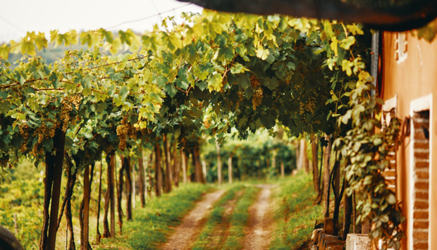 Da Virgilio Vignato, vini da uva Garganega vulcanica di Gambellara (VI)