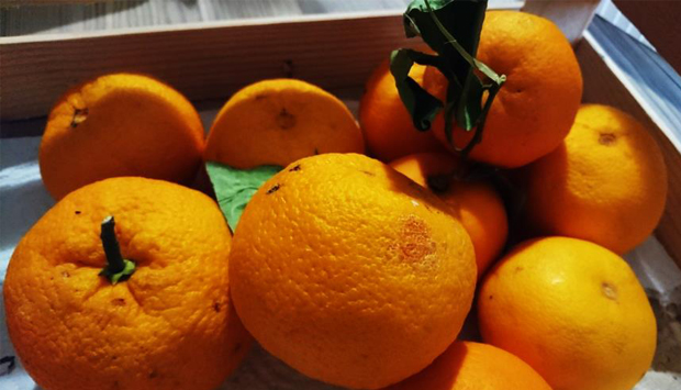 Arancia Bionda del Gargano, tipicità pugliese narrata da Fausta Munno