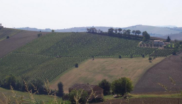 Dalle Marche, i vini artigianali fatti a mano della cantina Rio Maggio