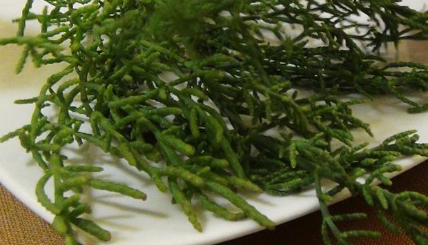 La Salicornia, materia prima del Gargano narrata da Franchino Sticozzi