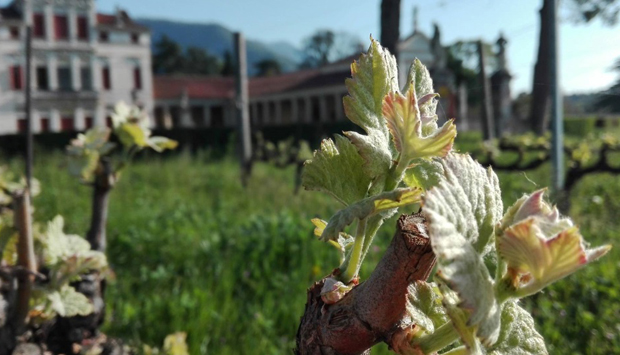 Villa Angarano, vini da Vespaiola in purezza versione secca e Torcolato