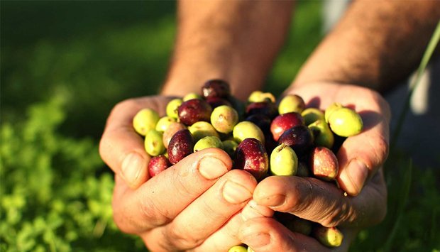 Gli oli da cultivar autoctone della Sardegna dell’Accademia Olearia