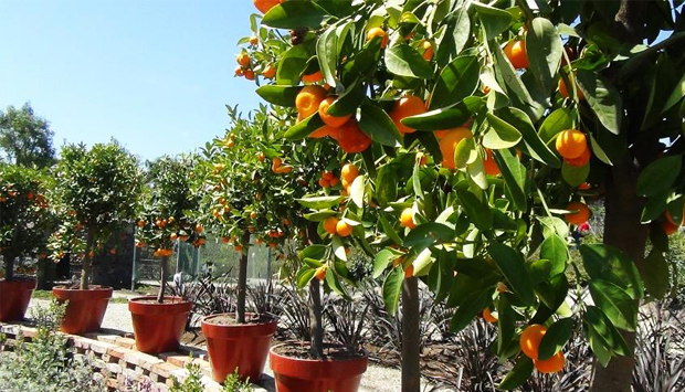 Radicepura Garden Festival 2019, l’estetica del giardino produttivo