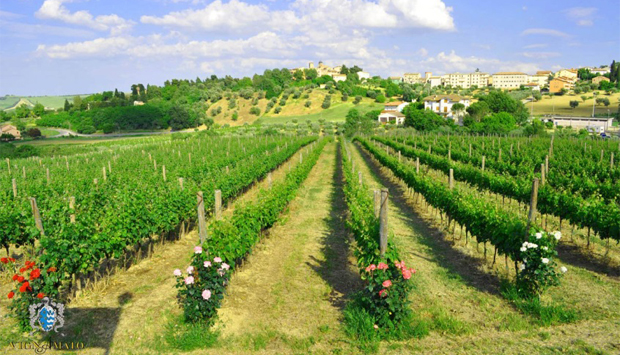 Vignamato della famiglia Ceci, Verdicchio e vini identitari marchigiani