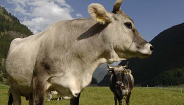 Razza bovina grigio alpina, Presidio Slow Food del Trentino Alto Adige