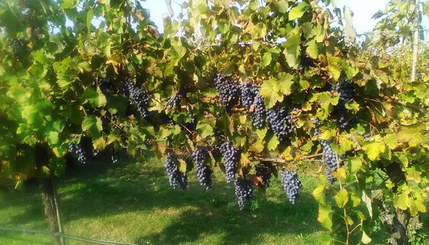 Uva del Tundè, l’autoctono creato da Primo Tondini è il vino di Ravenna