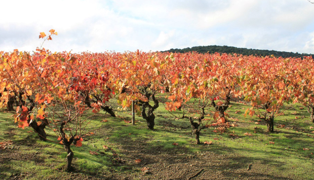 Cantina Paul Herpe, un secolo di vino in Langudeoc-Roussillion