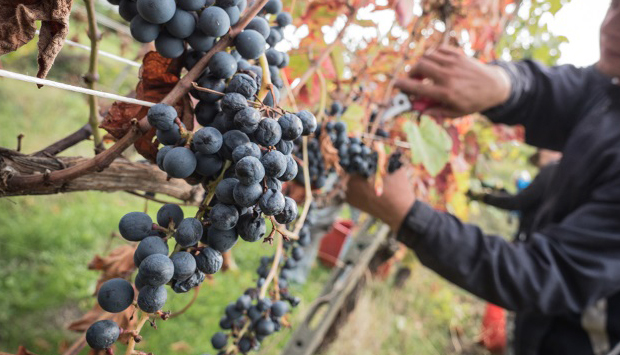 Per i vini di Quaquarini, sempre più convincente la via del biologico