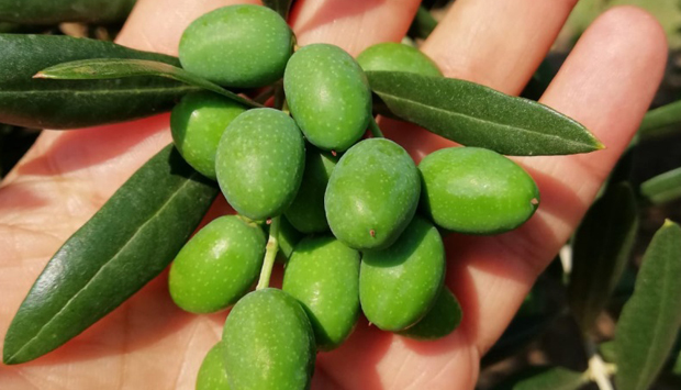 Gentile di Mafalda, cultivar di oliva del Molise esclusiva di Trespaldum
