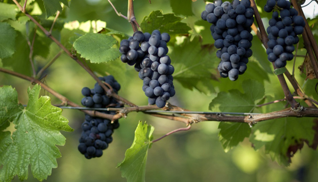 I vini di Brunnenhof Mazzon, Pinot Nero e altre perle dall’Alto Adige