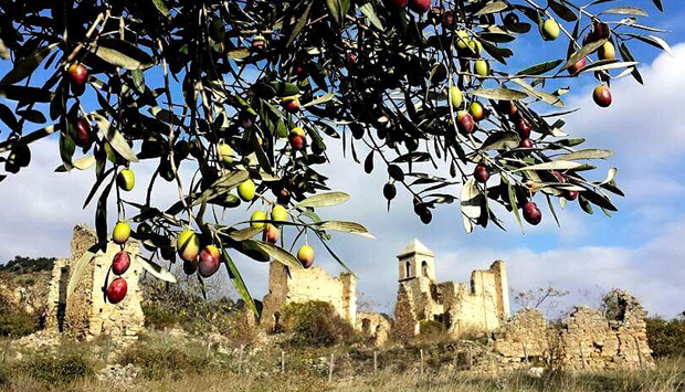 Olio delle Dolomiti lucane del Frantoio Di Perna, nuova frontiera EVO