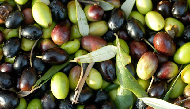 L’olio EVO a base di Oliva Nera di Colletorto, dalle colline del Molise