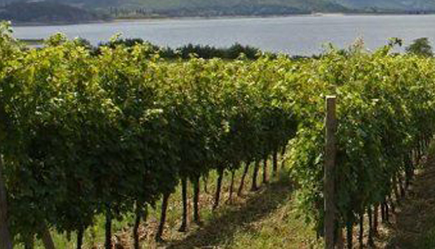 Villa Puri, vini dalla personalità unica dal Lago di Bolsena nel Lazio
