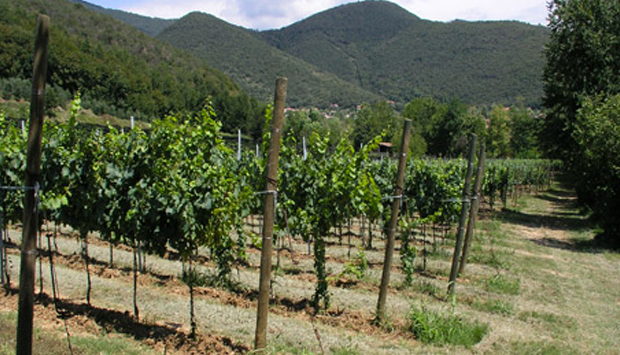 Le bollicine “cru” di Rizzini, da un vigneto unico della Franciacorta
