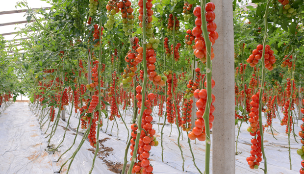 Dalla Sicilia passate di pomodoro ciliegino giallo o rosso di Agromonte