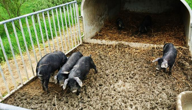 I suini neri di Parma all’Antica Corte Pallavicina di Polesine Parmense
