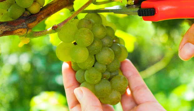I vini dei Fratelli Brugnera Muraro, bianchi da uve di terra bellunese