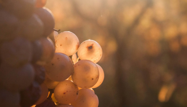I vini di Damijan Podversic, poesie della terra goriziana