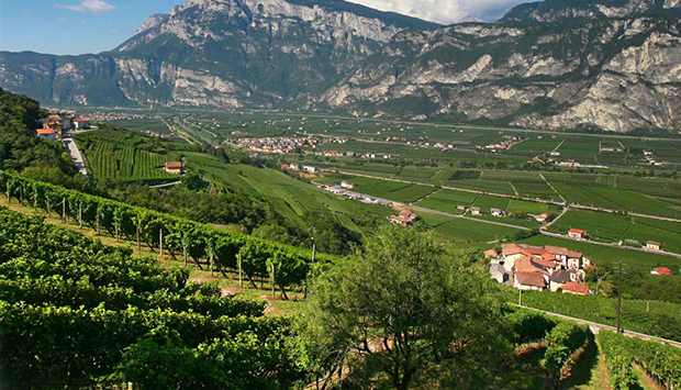Zeni, storia e filosofia di vini trentini con radici secolari