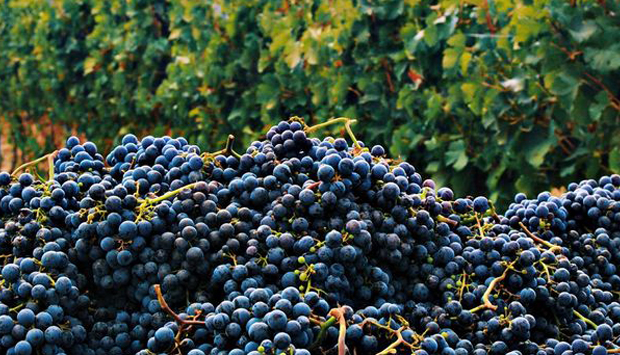 Il Conventino, la casa del Vino Nobile di Montepulciano in terra toscana
