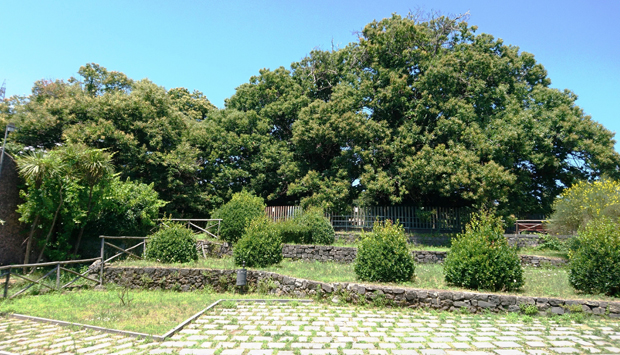 Castagno dei Cento Cavalli, sull’Etna il più grande e antico del mondo