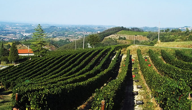Vini di Moscato della Pianbello, da uve coltivate tra Canelli e Loazzolo