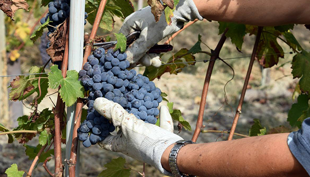 Diego Conterno, dal cuore delle Langhe il vino come sapore della vita