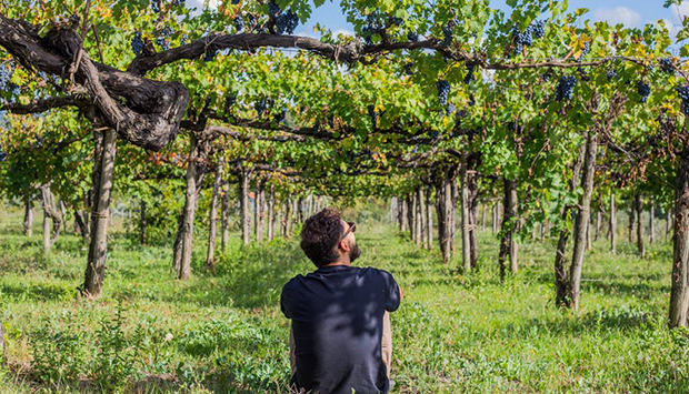 Fabio de Beaumont, dall’Irpinia vini ancestrali da vigneti storici