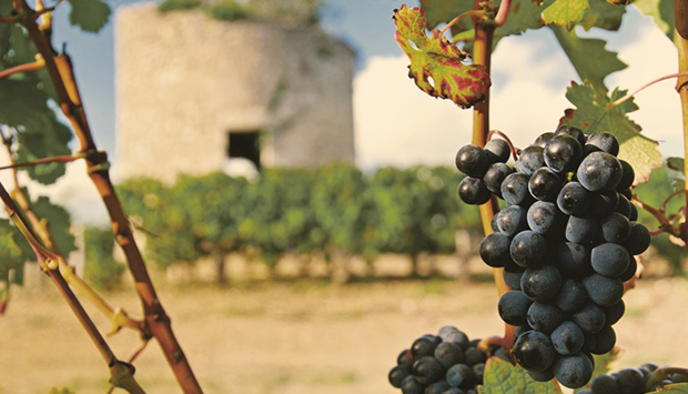 I vini di Feudi Salentini, regno delle uve autoctone pugliesi