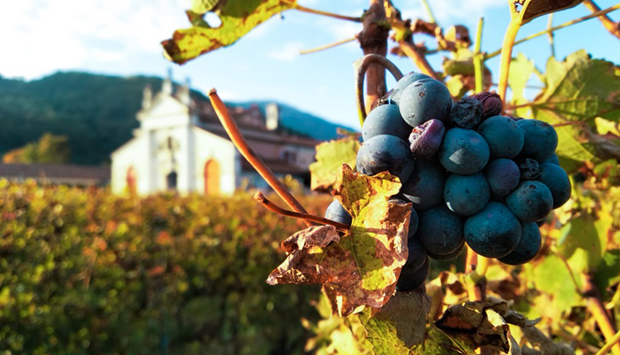 Le Vie Angarano, le novità della cantina biologica veneta al femminile