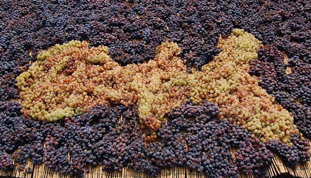 I vini di Mola, da uve autoctone dell’Isola d’Elba vicine al mare