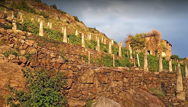 Il Carema di Chiussuma, vino estremo dai terrazzamenti del torinese