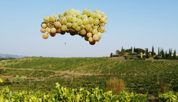 Cappella Sant’Andrea a San Gimignano (Siena), vini bio tra cielo e terra