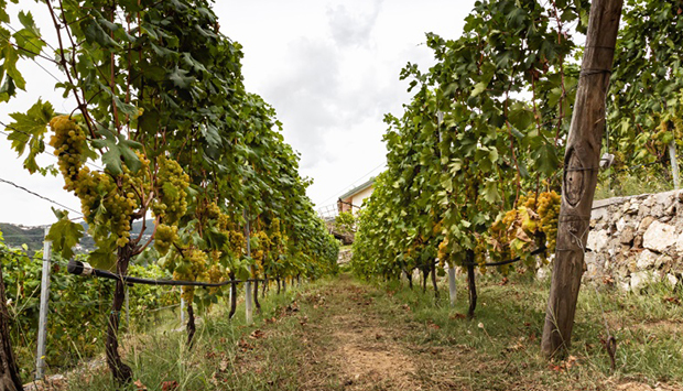 Cantina Sancio, da Spotorno (SV) i classici da bere della Liguria