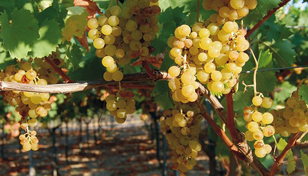 Moscato Reale di Trani, autoctono dell’Anno Mille che manda in Estasi