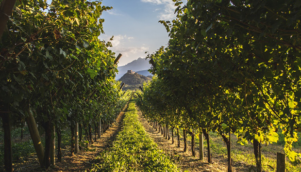 Cantine Monfort, passione, dinamicità e storicità dei vini trentini