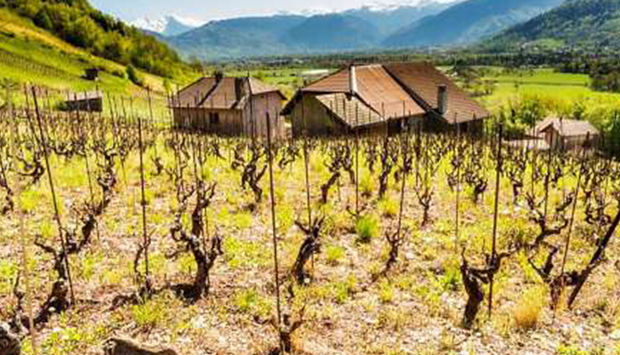Il Domaine Belluard regno del Gringet, autoctono della Savoia