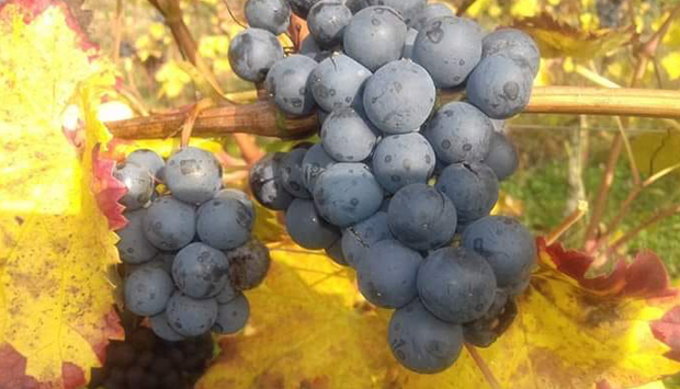 Fratelli Trevisani, vini accarezzati dai venti del Garda bresciano