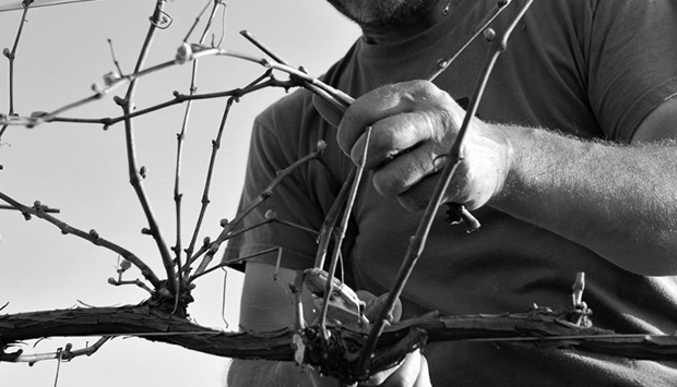 I vini friulani di Ronco Scagnèt, grande presente e stimolante futuro