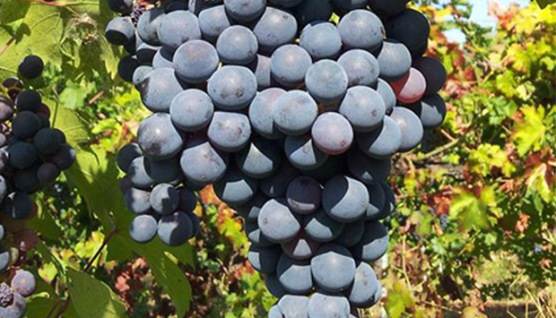 Cà de Noci, vini delle colline matildiche di Reggio Emilia