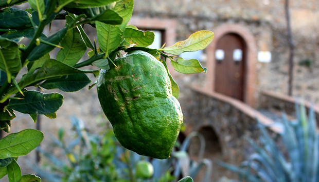 Il Museo del Cedro in Calabria, materia, spirito e antiche tradizioni