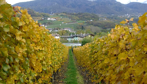 Angelica, cantina trentina che ricerca uve dimenticate per grandi vini