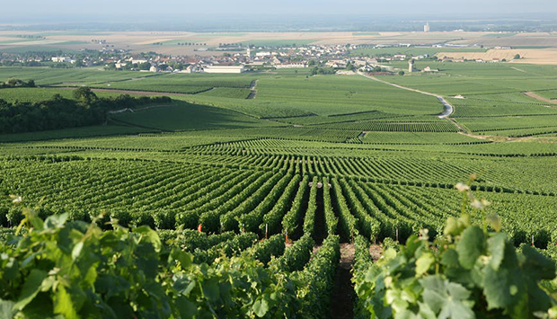 Georges Vesselle, champagne e Pinot nero familiare dalla vocata Bouzy