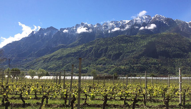 Rore, cantina che racconta la Valsugana e ha salvato la Vernaza Zinesa