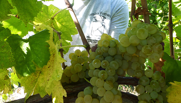 La cantina familiare Benito Ferrara, un secolo di vini pregiati dell’Irpinia
