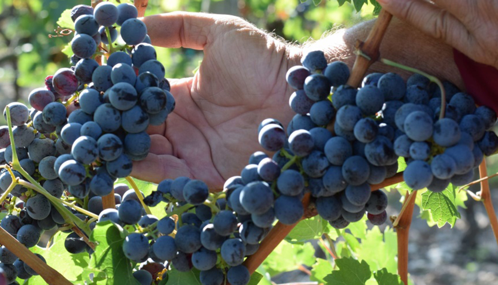 Dalla cantina di Paolo Petrilli in Puglia, Cacc’e Mmitte di Lucera e Nero di Troia biologici