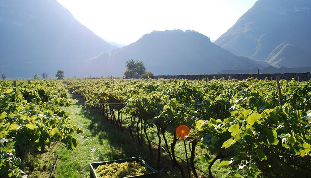 Salizzoni, dal cuore della Vallagarina vini trentini ambasciatori di una comunità