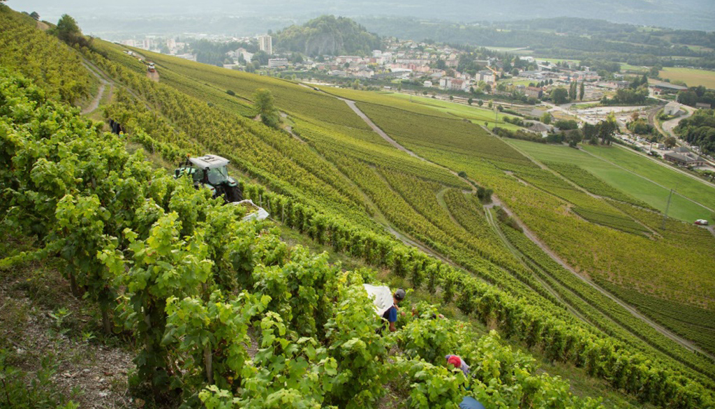 Philippe Grisard, la maison che ci fa scoprire i grandi vini francesi da uve autoctone della Savoia